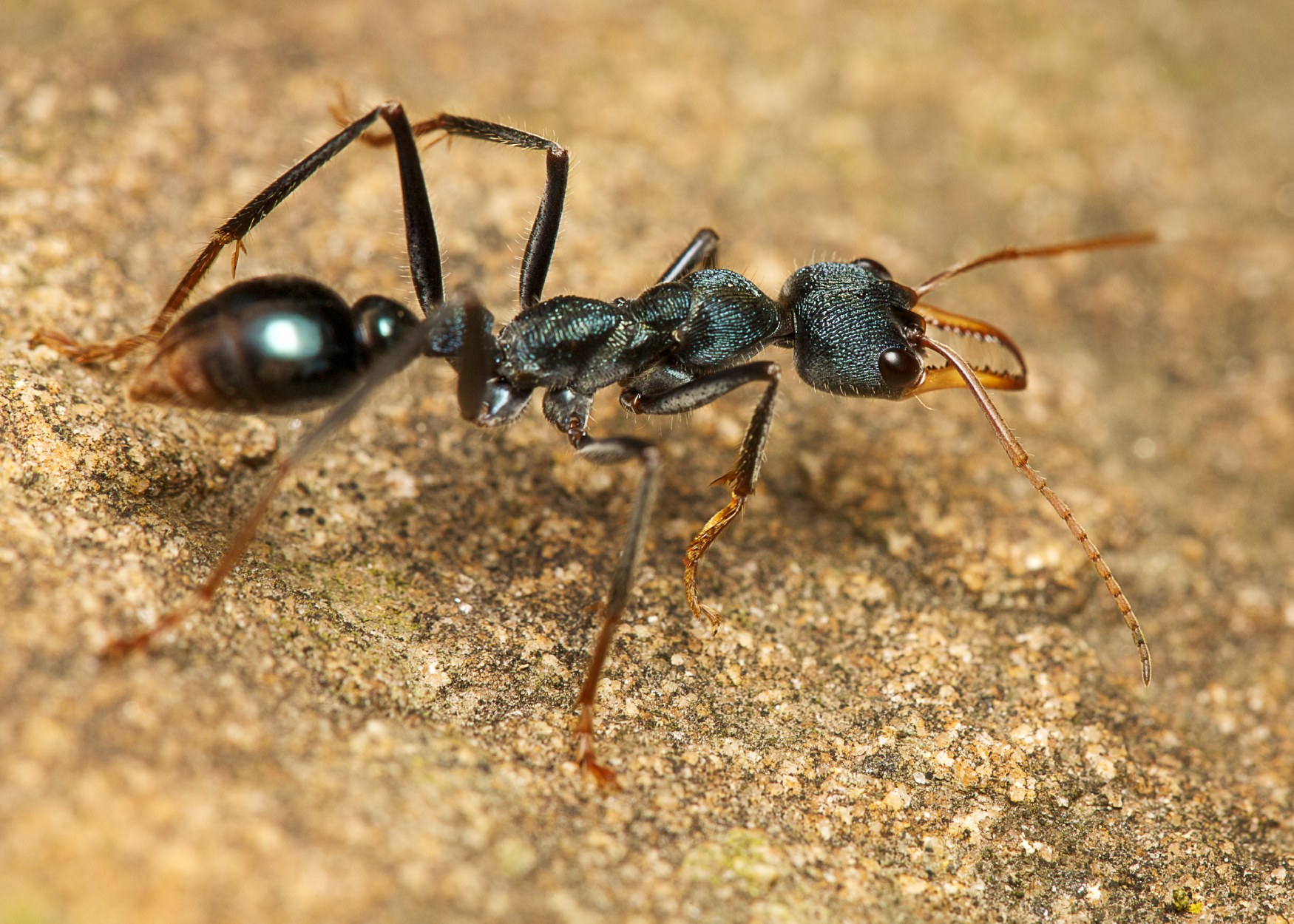 ant walking on ground