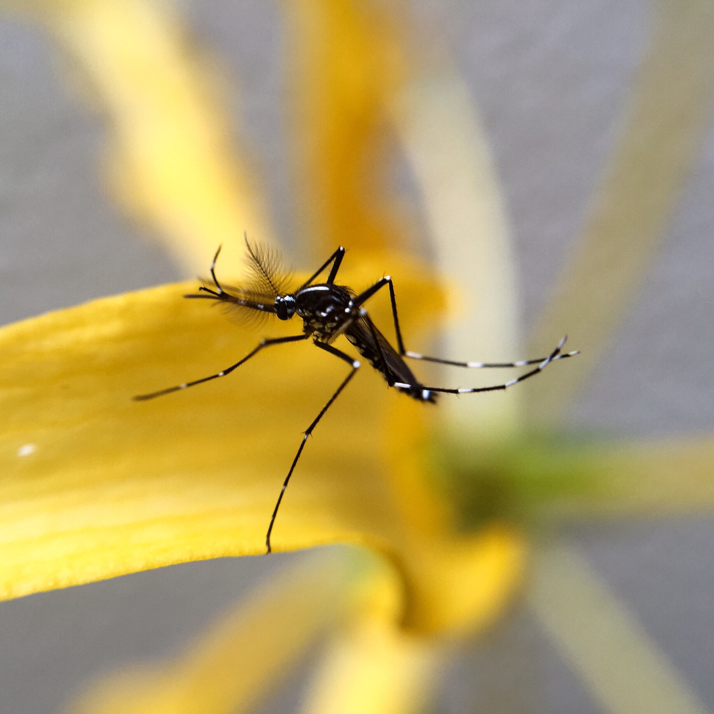 mosquito on flower