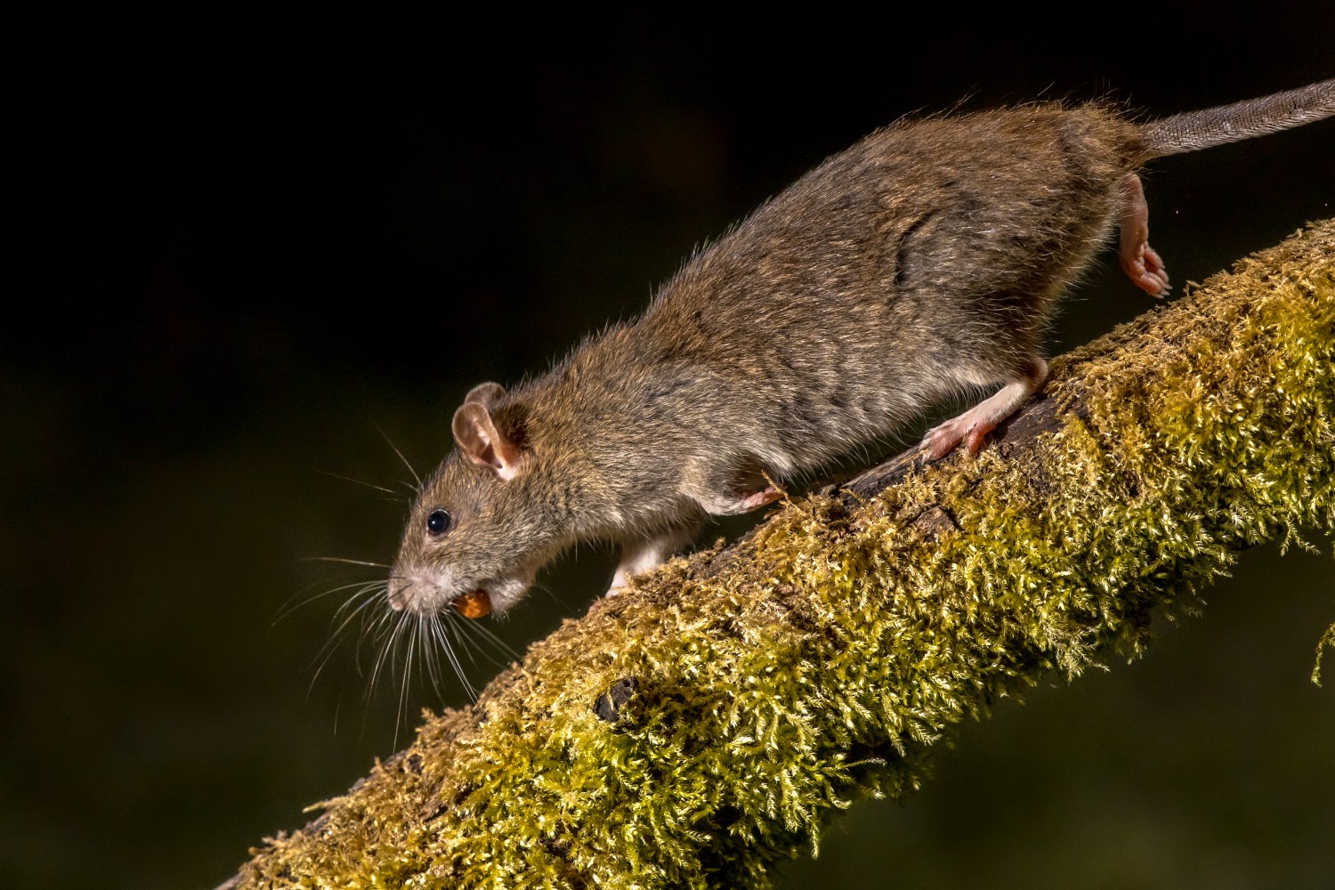 rat climbing tree