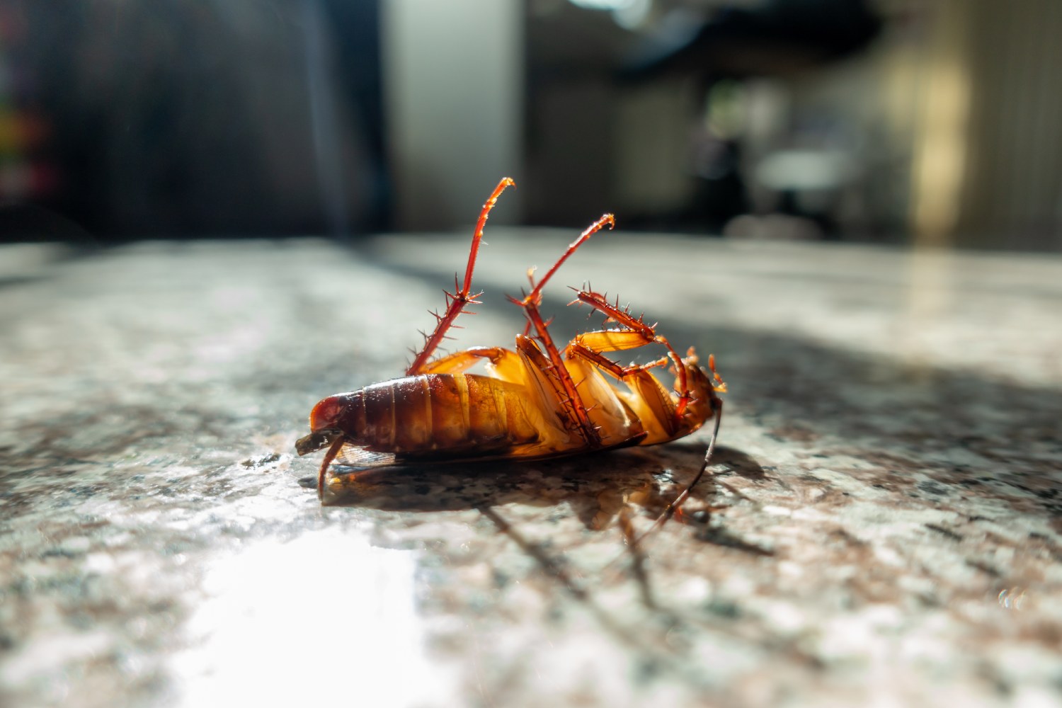 roach laying on floor
