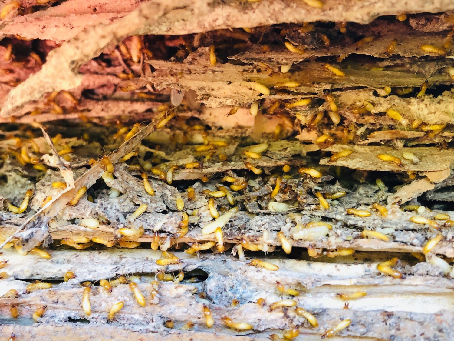 termites eating wood