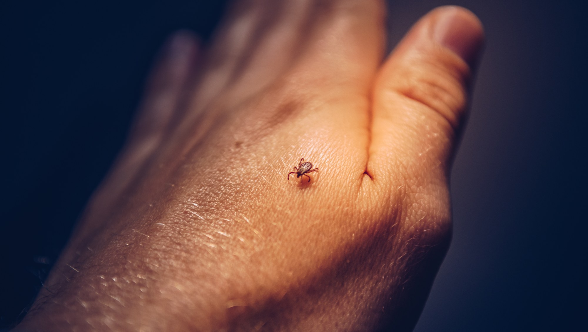 tick walking on human hand