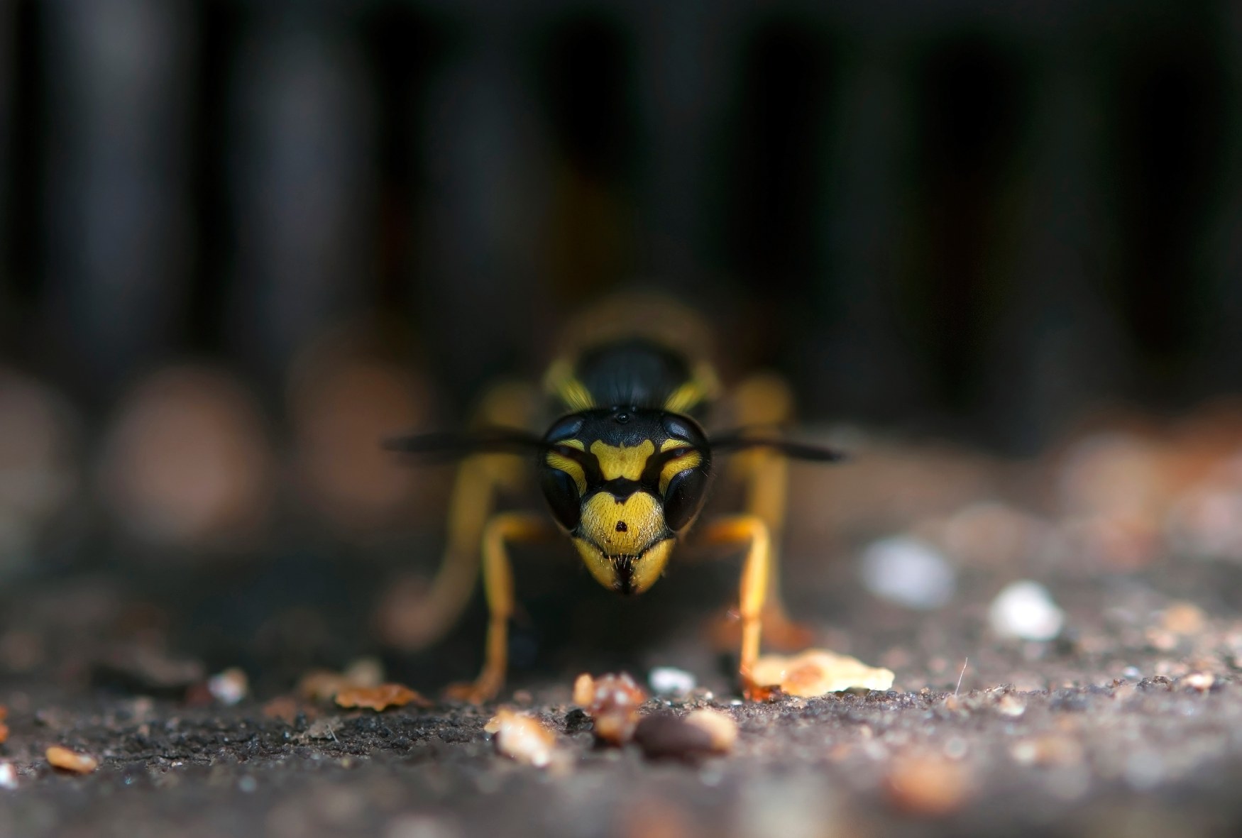 closeup on wasp face